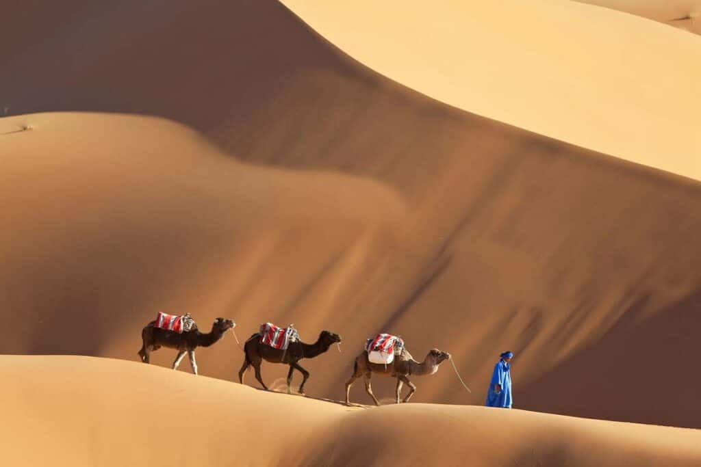 Camel caravan crossing Erg Chebbi dunes near Merzouga, Morocco