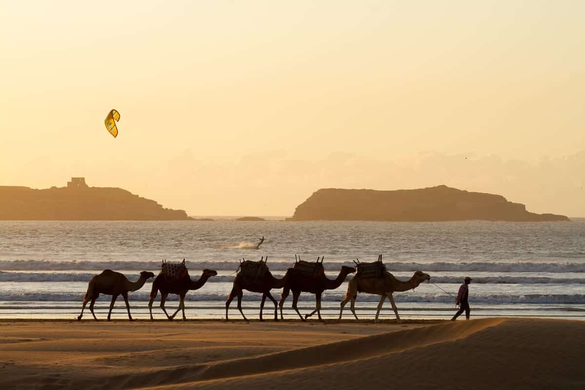 Camel caravan in Essaouira beach with kitesurfers and Mogador isle in the background
