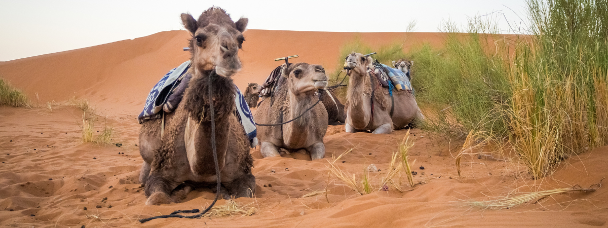 Morocco Desert Tours : Camel Trekking and Overnight Camps