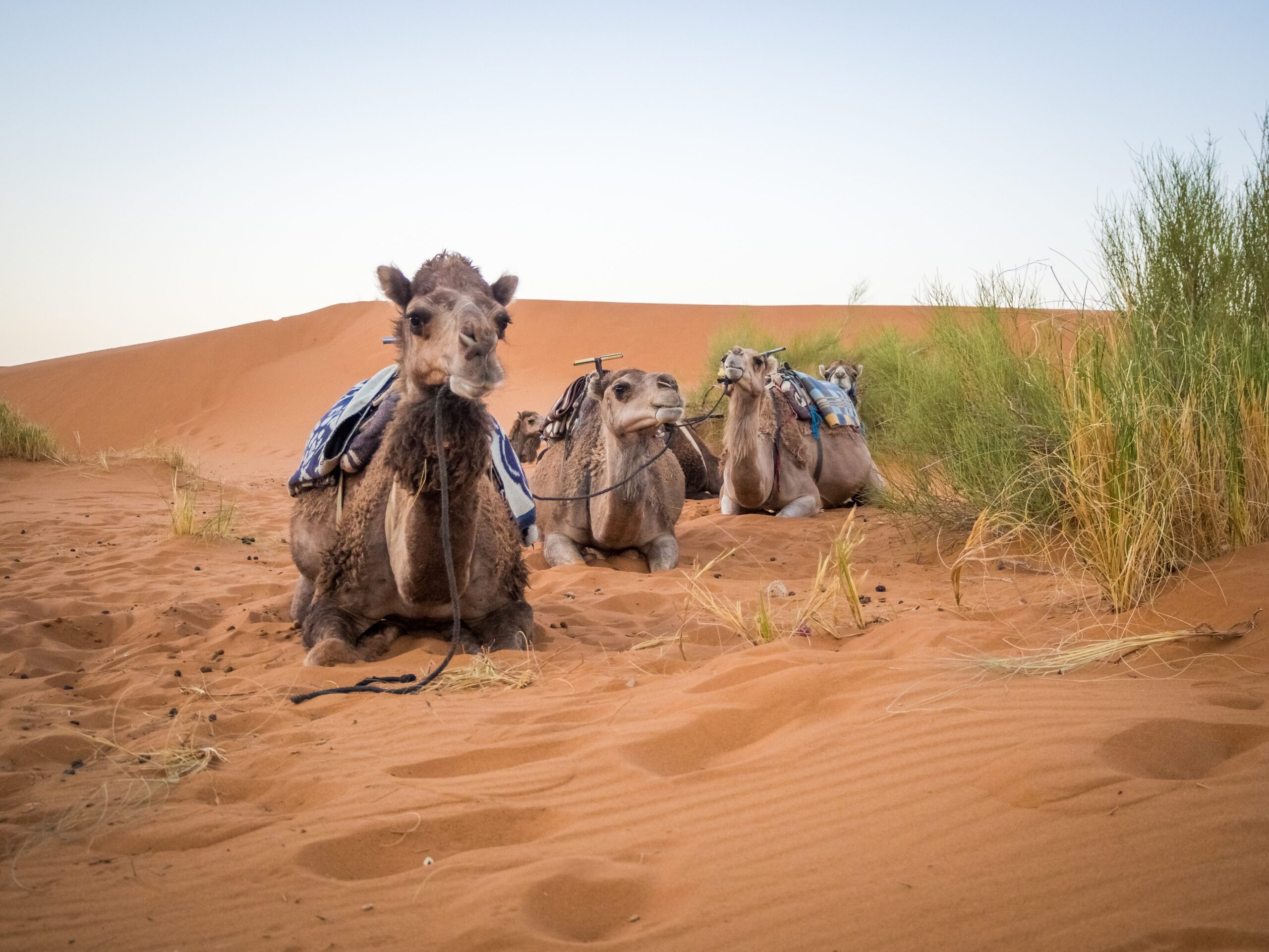 Deserts in Morocco