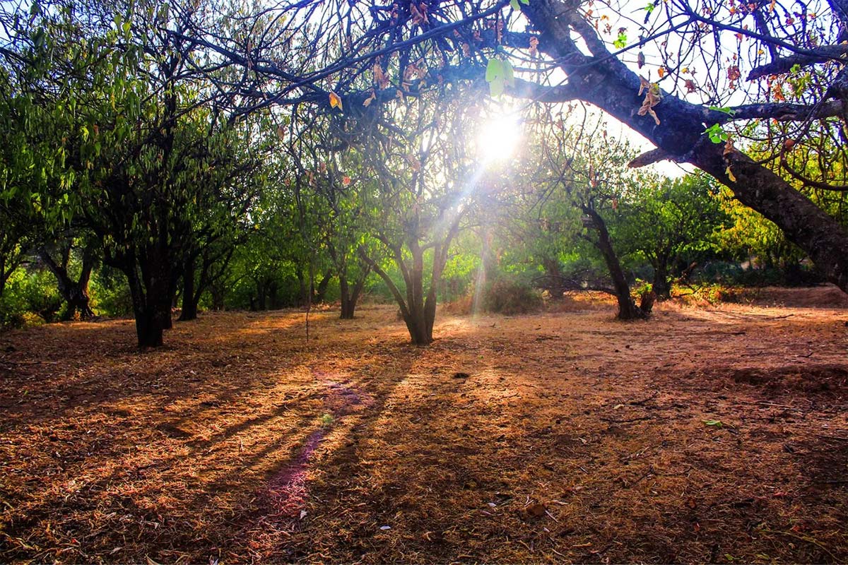 Autumn sunlight filtering through orchard trees in Morocco.