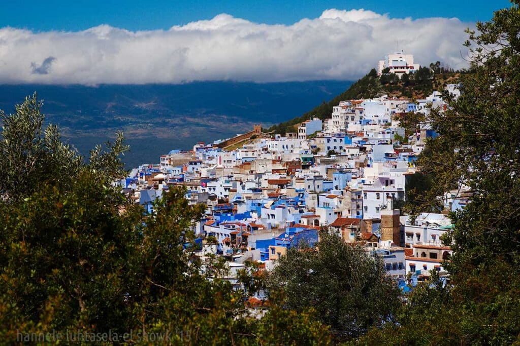 Hillside panorama of Chefchaouen’s blue houses framed by olive trees and Rif Mountains